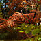 DSC03304-ILCE-7M3-85-mm.jpg