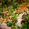 DSC03395-ILCE-7M3-85-mm.jpg