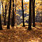 DSC03437-ILCE-7M3-50-mm.jpg
