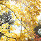 DSC03379-ILCE-7M3-85-mm.jpg