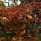 DSC03305-ILCE-7M3-85-mm.jpg